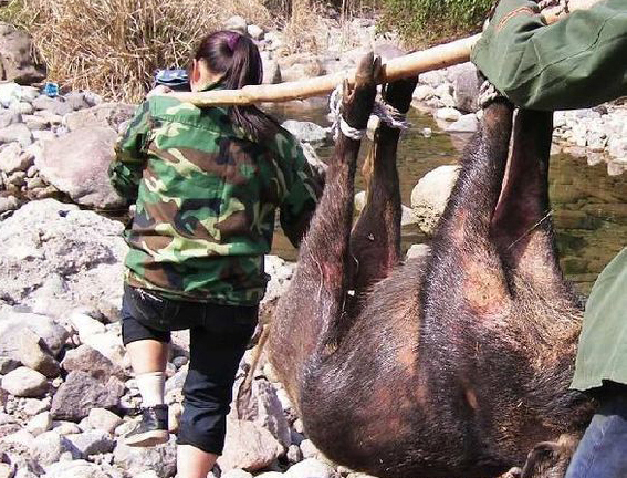 陳生夫婦捕獲的大野豬 陳生夫婦捕獲的大野豬